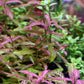 Hygrophila Polysperma Rosanervig היגרופילה פוליספרמה רוזנרוויג סנסט - צילום ריבריום