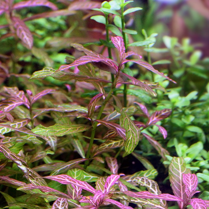 Hygrophila Polysperma Rosanervig היגרופילה פוליספרמה רוזנרוויג סנסט - צילום ריבריום