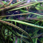 Cryptocoryne Crispatula var. Balansae / קריפטוקורין קריספטולה בלנסה - צילום ריבריום