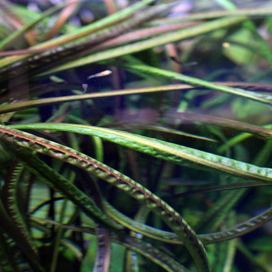 Cryptocoryne Crispatula var. Balansae / קריפטוקורין קריספטולה בלנסה - צילום ריבריום