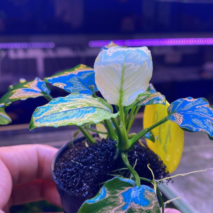 Anubias white pinto אנוביה פינטו לבנה - צילום ריבריום