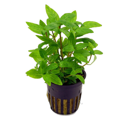 Staurogyne Repens   סטארוג׳ן רפנס