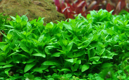 Staurogyne Repens   סטארוג׳ן רפנס