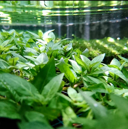 Staurogyne Repens   סטארוג׳ן רפנס