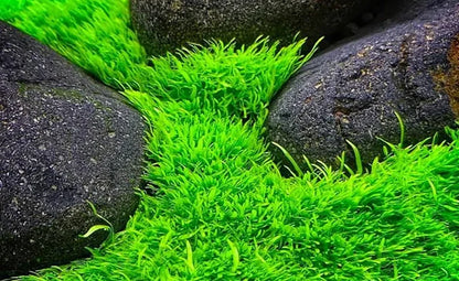 אוטריקולריה גרמניפוליה/ Utricularia graminifolia