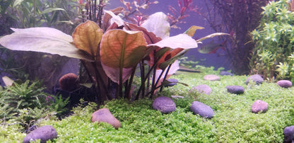 לג׳ננדרה מאבולדי רד / Lagenandra Meeboldii Red