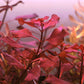 לודוויגיה פלוסטריס סופר רד Ludwigia Palustris Super Red