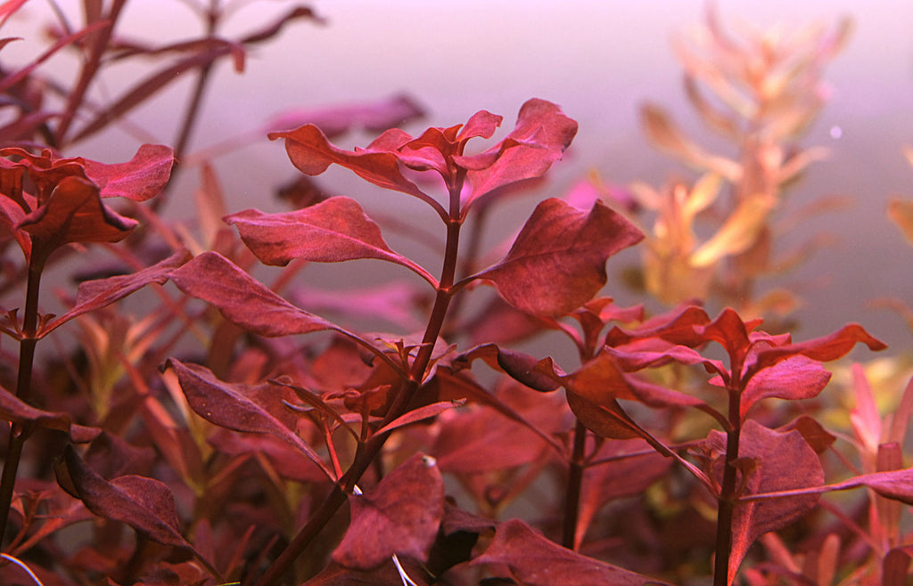 לודוויגיה פלוסטריס סופר רד Ludwigia Palustris Super Red