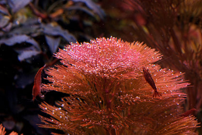 Cabomba Furcata Red קבומבה פורקטה רד