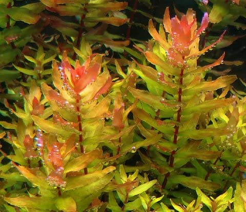 Rotala Macrandra Green רוטלה מקרנדרה גרין