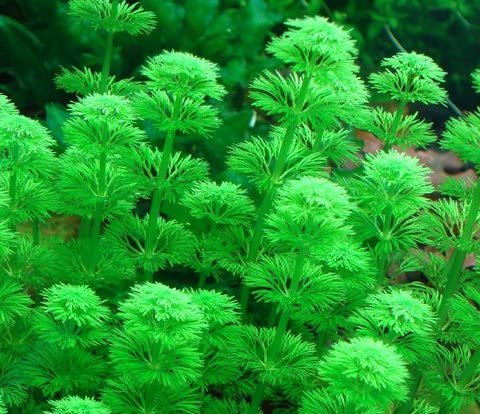 Limnophila Sessiliflora לימנופילה ססילפלורה