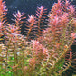 Rotala Rotundifolia רוטלה רוטונדיפוליה