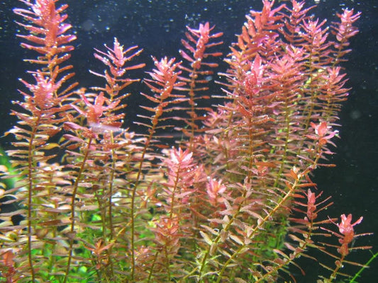 Rotala Rotundifolia רוטלה רוטונדיפוליה