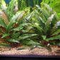 Cryptocoryne Becketti קריפטוקורין בקטי