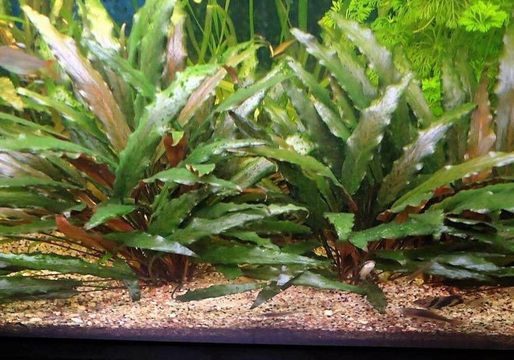 Cryptocoryne Becketti קריפטוקורין בקטי