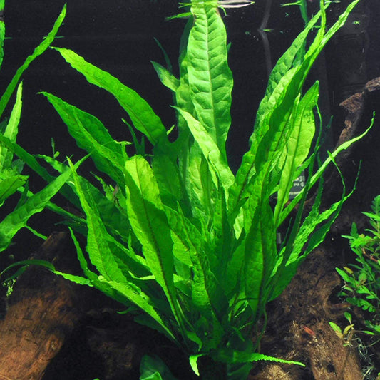 מיקרוסורום פטרופוס / שרך ג׳אווה Microsorum Pteropus / Java Fern