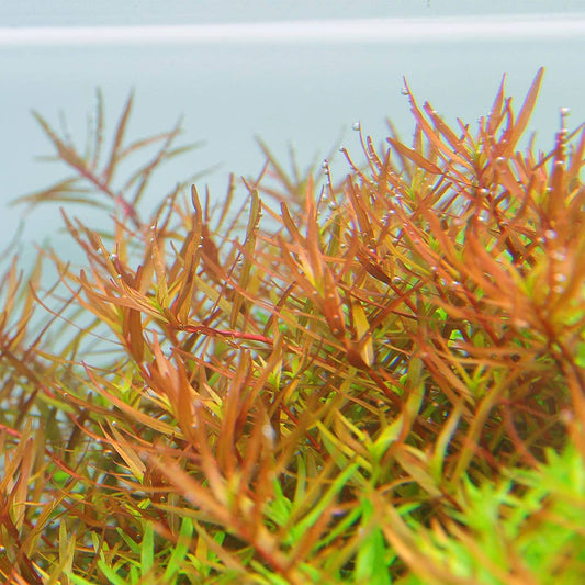 Rotala Rotundifolia HRA  רוטלה רוטונדיפוליה איץ׳ אר אי