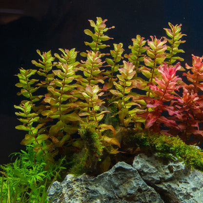 Bacopa Caroliniana בקופה קרוליניאנה