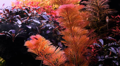 Cabomba Furcata Red קבומבה פורקטה רד