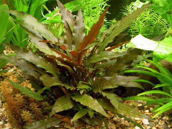 Cryptocoryne Wendtii Brown קריפטוקורין וונדטי חום