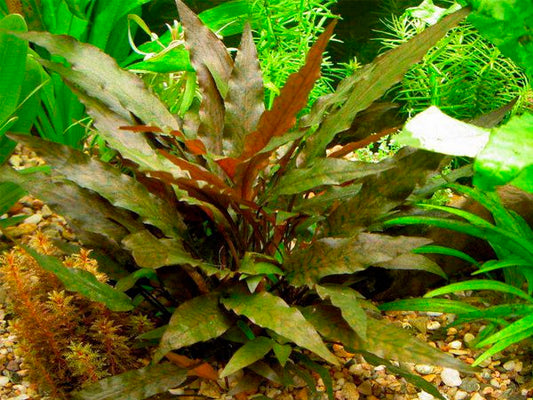 Cryptocoryne Wendtii Brown קריפטוקורין וונדטי חום