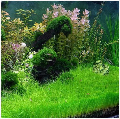 Eleocharis Acicularis אלאוכריס אסיקולריס
