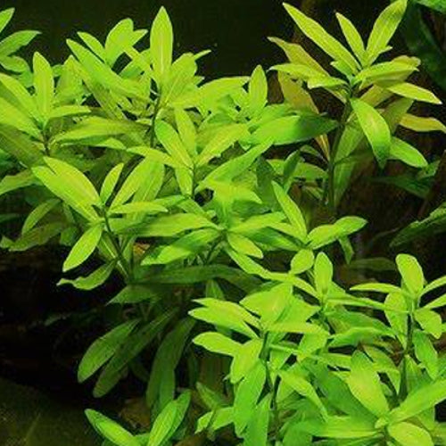 Hygrophila Polysperma היגרופילה פוליספרמה