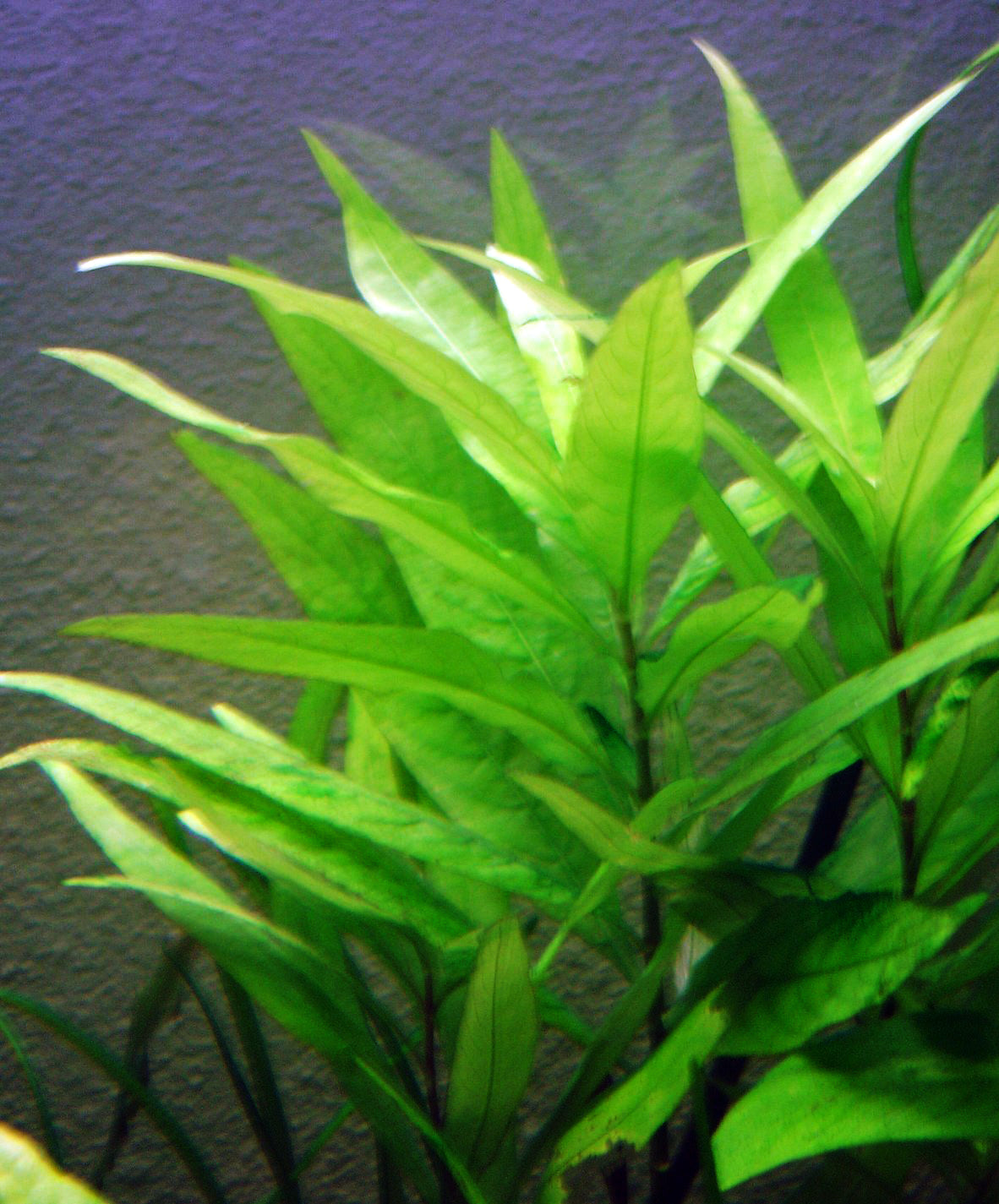 היגרופילה קורימבוסה אנגוסטיפוליה Hygrophila Corimbosa Angustifolia