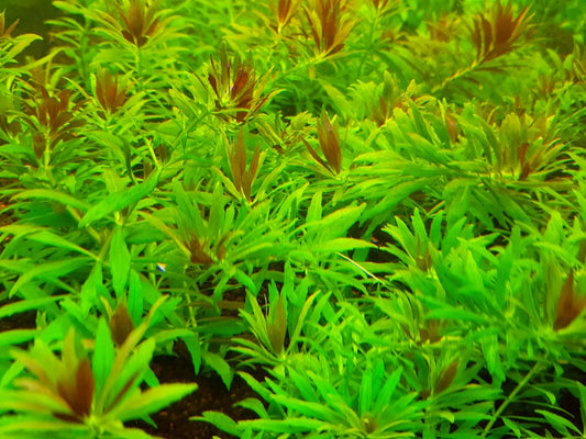 Limnophila Aromatica mini לימנופילה ארומטיקה מיני