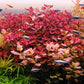 לודוויגיה פלוסטריס סופר רד Ludwigia Palustris Super Red