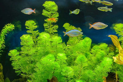 Cabomba Aquatica קבומבה אקוואטיקה