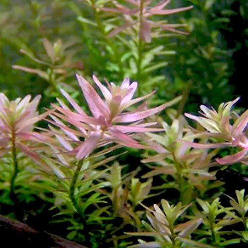 Rotala Rotundifolia רוטלה רוטונדיפוליה