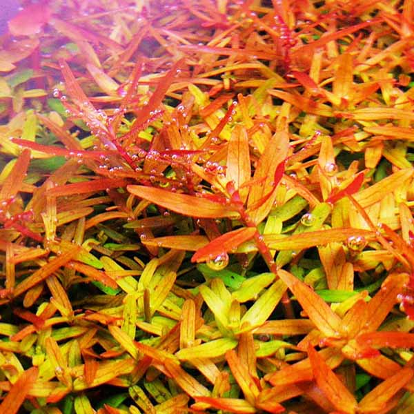 Rotala Rotundifolia Orange Juice  רוטלה רוטונדיפוליה אורנג׳ ג׳וס