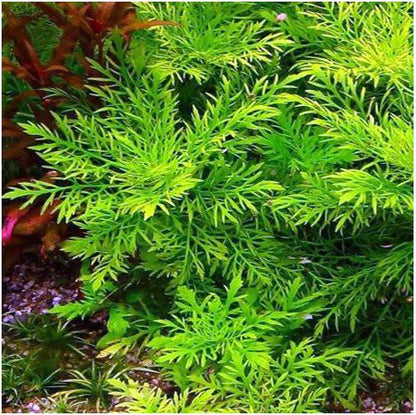 Hygrophila Difformis היגרופילה דפורמיס