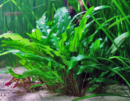 Cryptocoryne Wendtii Green קריפטוקורין וונדטי ירוק