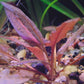 קריפטוקורין וונדטי "הפנתר הורוד "Cryptocoryne wendtii "Pink Panther"