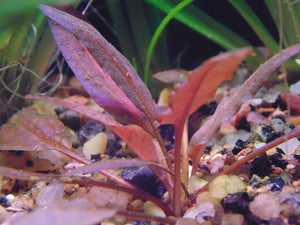 קריפטוקורין וונדטי "הפנתר הורוד "Cryptocoryne wendtii "Pink Panther"