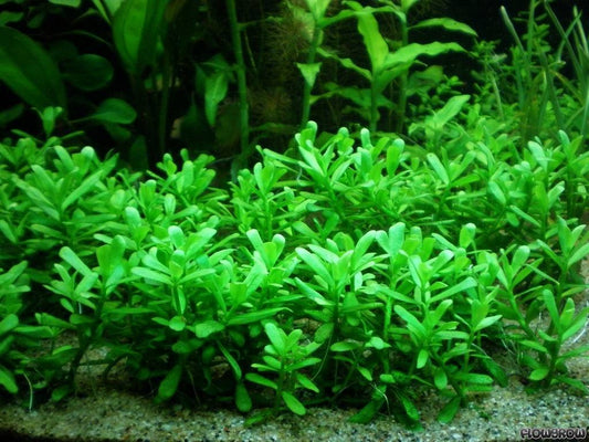 Bacopa Monnieri Compact בקופה מוניירי קומפקט