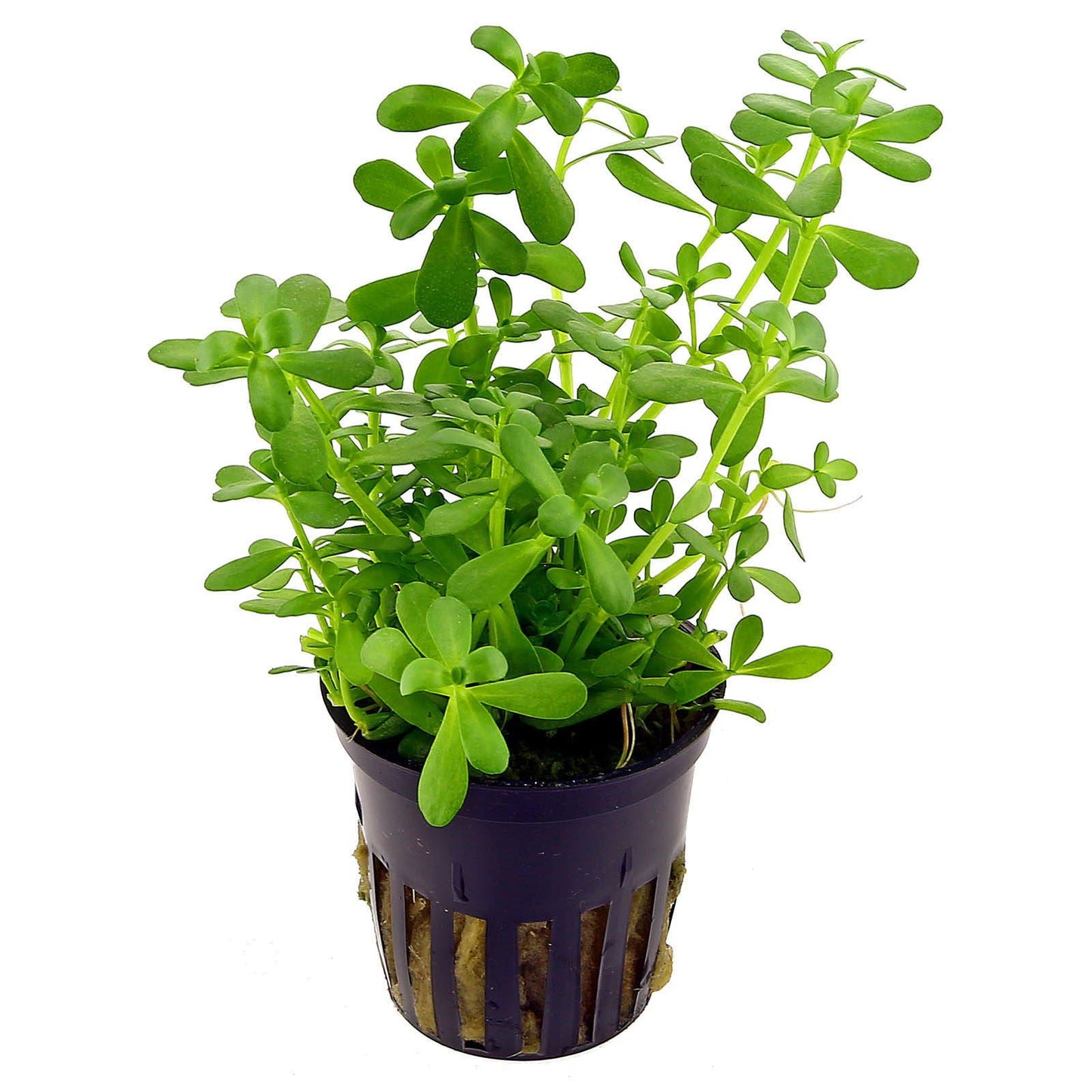 Bacopa Monnieri Compact בקופה מוניירי קומפקט