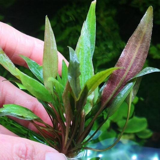 Cryptocoryne Becketti קריפטוקורין בקטי