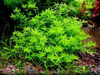 המיאנטוס גלומרטוס / מיקרנטמואידס  Hemianthus Glomeratus / Micranthemoides
