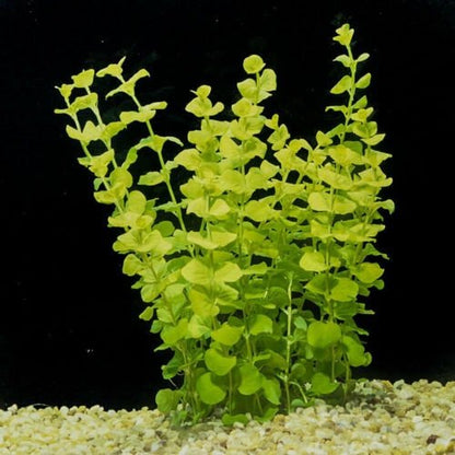 Lysimachia Nummularia Aurea gold ליסימכיה נומולריה גולד