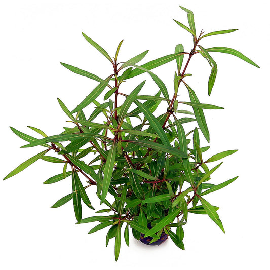 Hygrophila Lancea "Araguaia" היגרופילה אראגוואיה