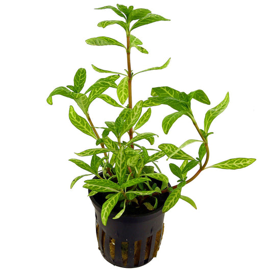 Hygrophila Polysperma Rosanervig היגרופילה פוליספרמה רוזנרוויג סנסט