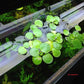 Limnobium Leavigatum (Amazon Frogbit).                                לימנוביום לאוויגטום (צפרדעון אמזוני)