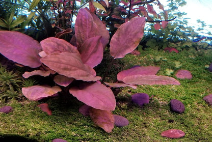 לג׳ננדרה מאבולדי רד / Lagenandra Meeboldii Red