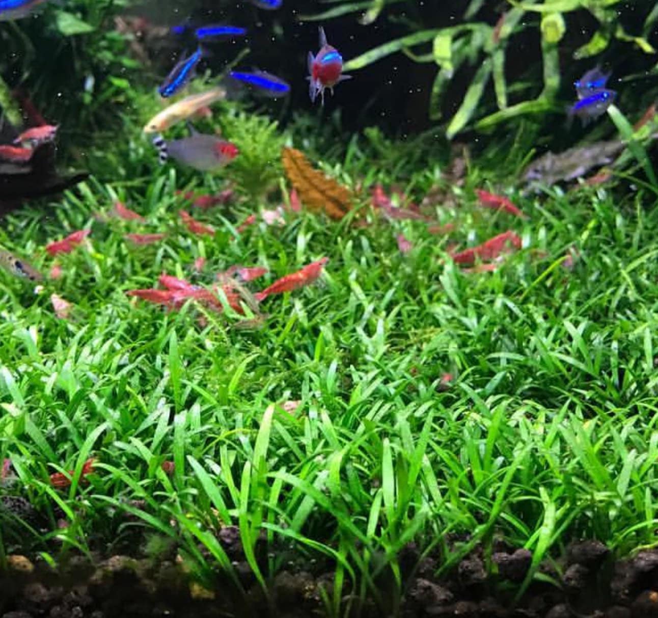 Cryptocoryne Parva קריפטוקורין פרווה