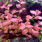 לודוויגיה אובליס פינק Ludwigia Ovalis Pink