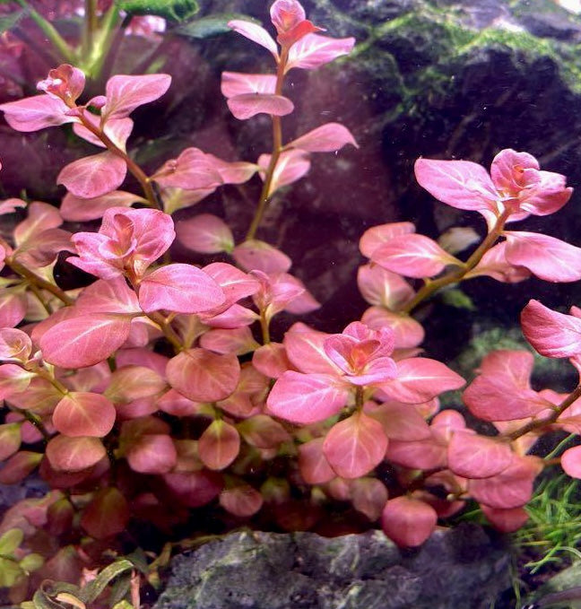 לודוויגיה אובליס פינק Ludwigia Ovalis Pink