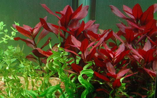 לודוויגיה רפנס רובין Ludwigia Repens Red Rubin